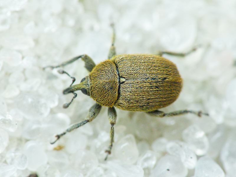 Rhinusa neta (Germar, 1821)